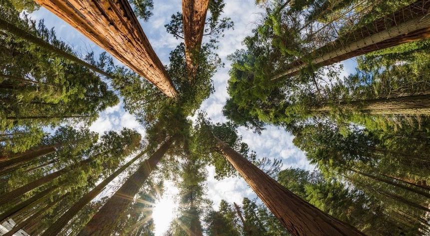 A forest of tall trees photographed from below, representing Fioca’s commitment to reforestation and eco-conscious candle making